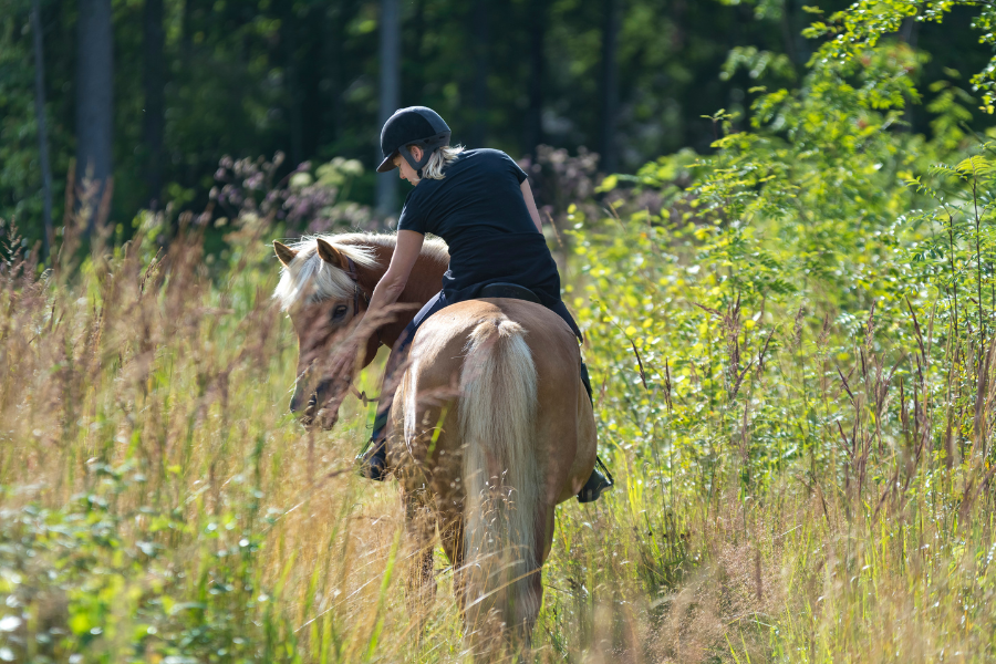 hest og rytter på tur i skoven