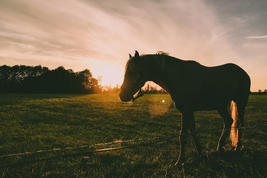 hest på fold i sensommer solen