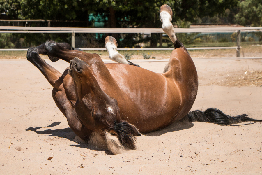hest ruller sig i sand