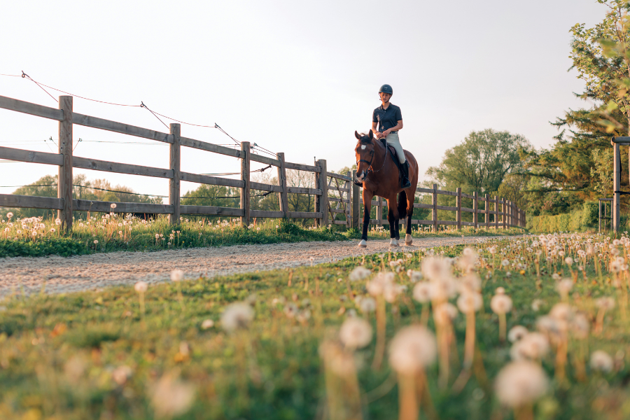 horse and rider riding down road