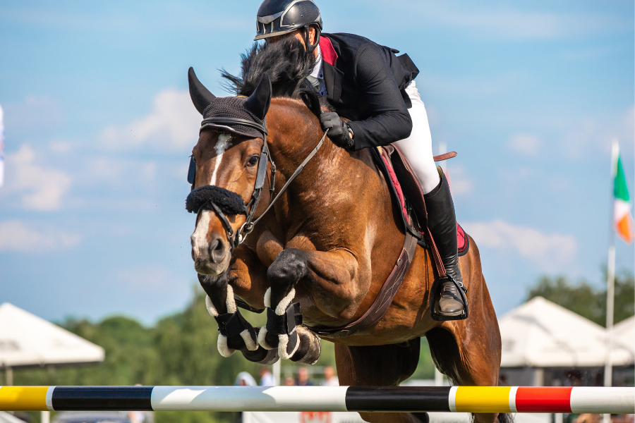 horse at show jumping competition