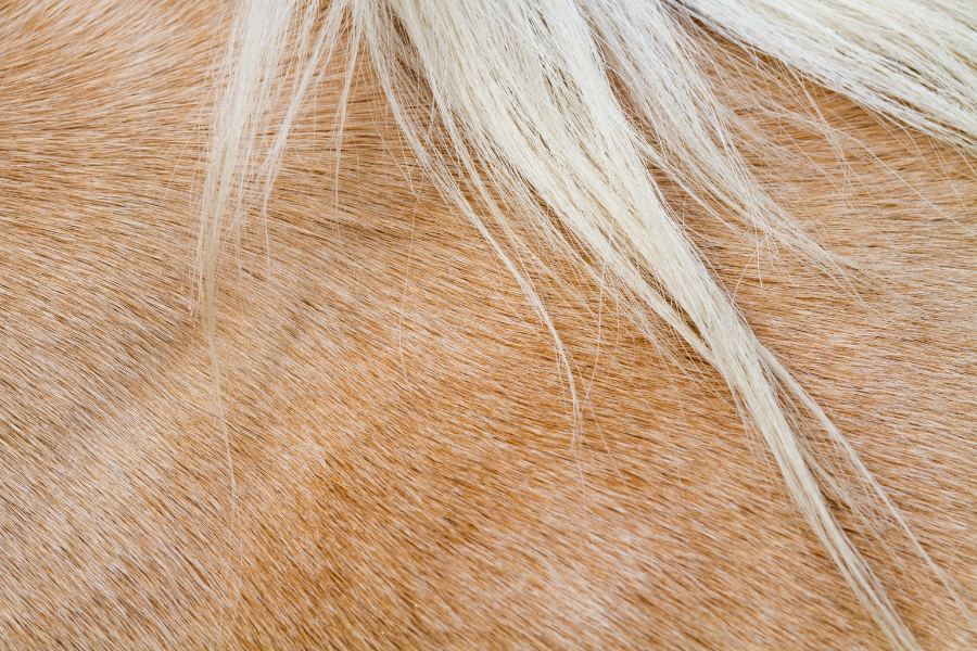 palomino hest pels close up