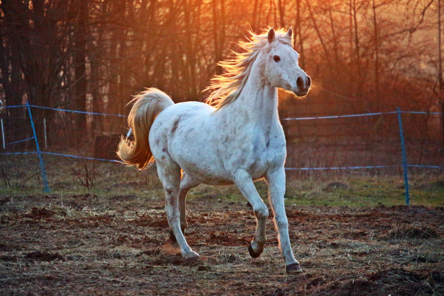 Ældre pony i aftensolen på fold
