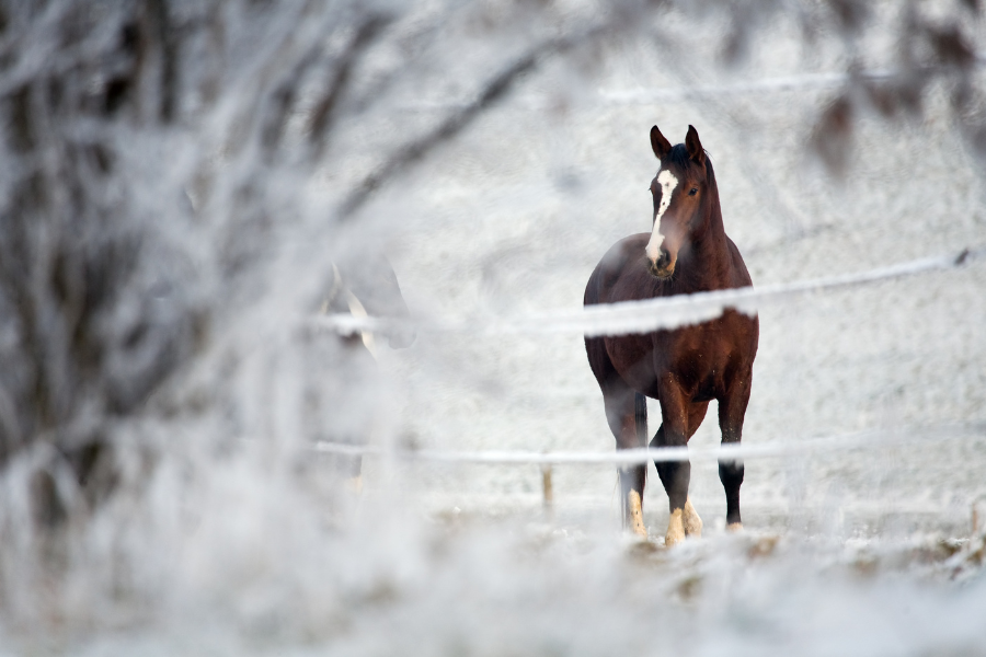 hest på fold i sne