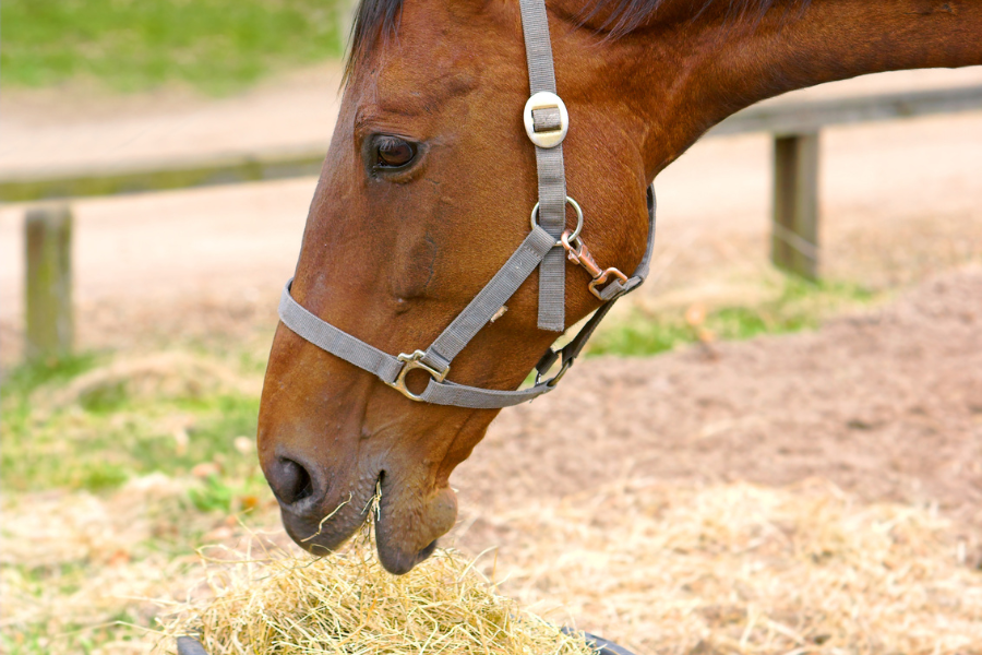 hest spiser grovfoder