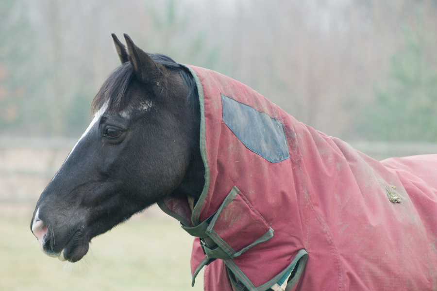 hest på fold med dækken og hals på