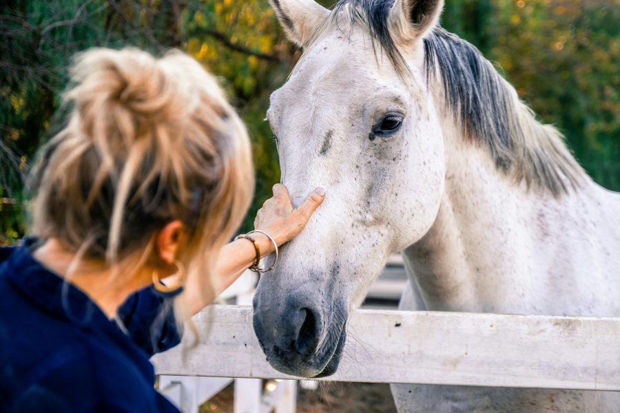 hest slapper af på folden