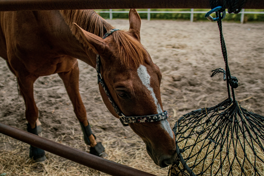 hest spiser af slowfeeder net på folden