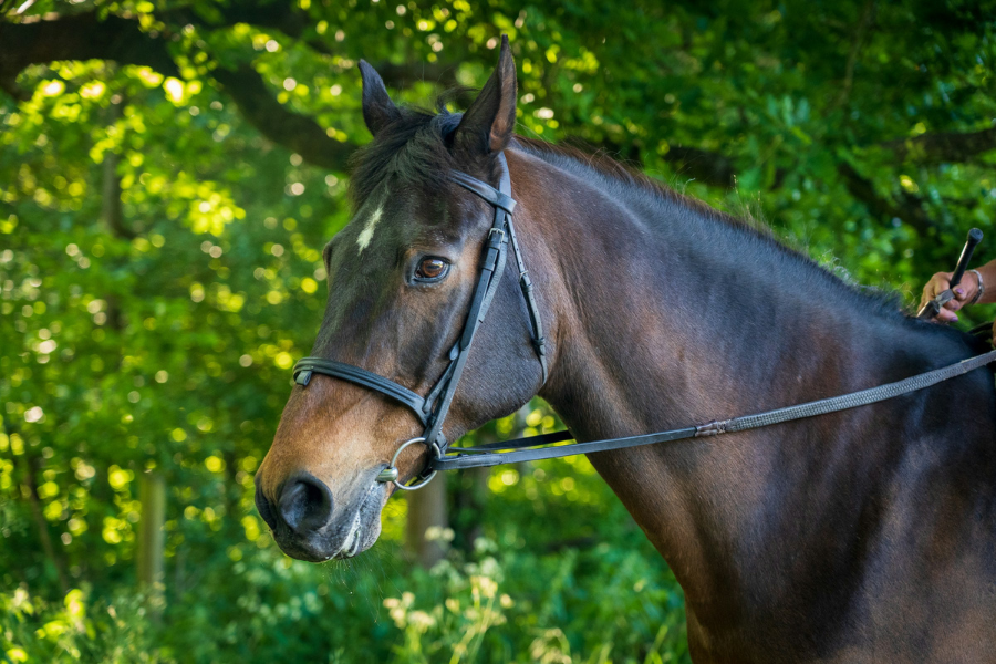 hest ude og ride i skoven