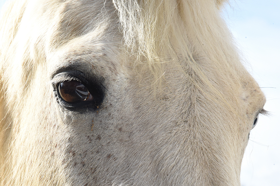 hvid pony close up