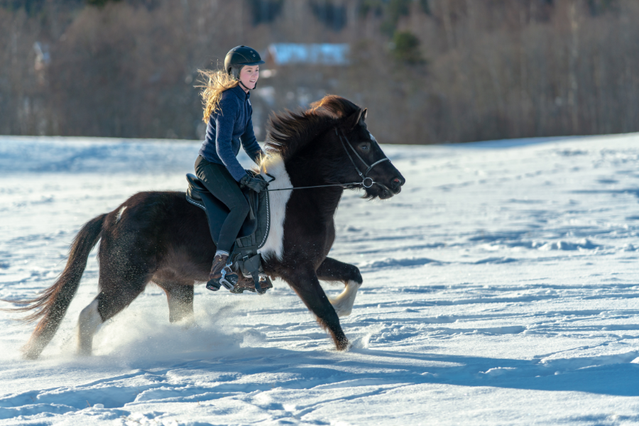 islandsk hest og rytter galoppere i sneen