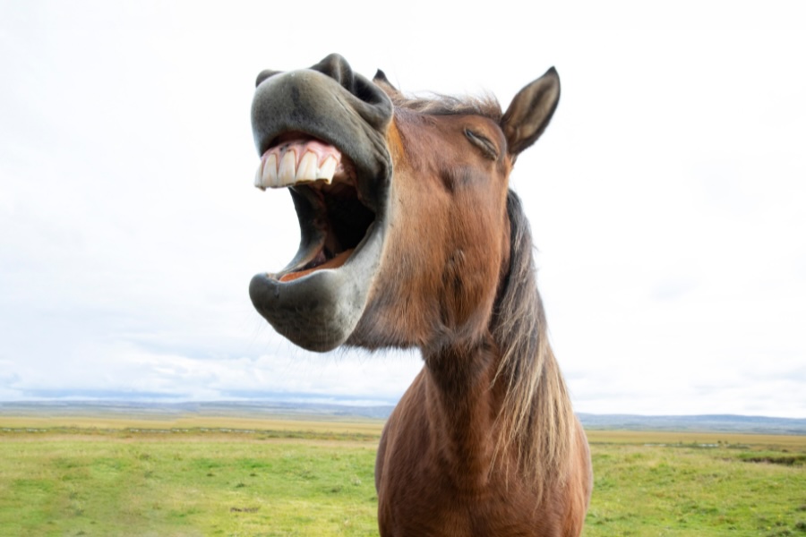 Brun hest med åben mund og synlige tænder på en mark.