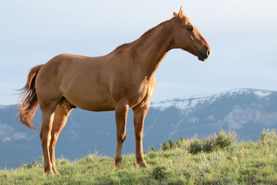 Brun hest står på en græsmark med bjerge i baggrunden.