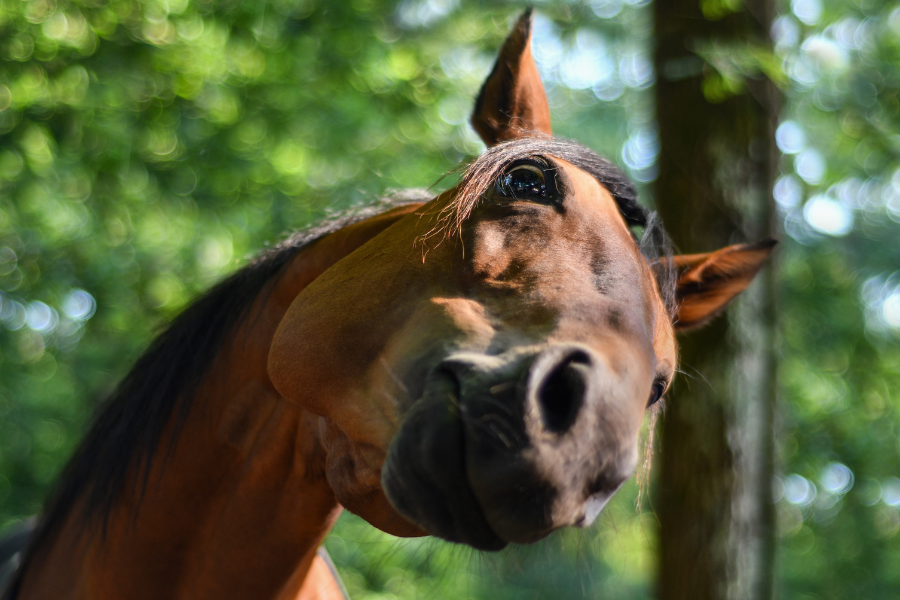 Brun hest fotograferet tæt på med mulen mod kameraet og grønne træer i baggrunden.