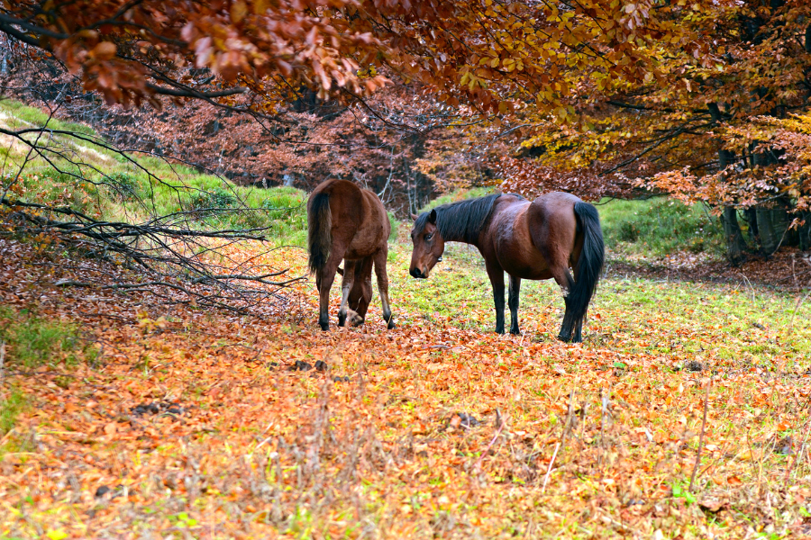 To heste står blandt efterårsblade i en skov med gyldne og orange farver.