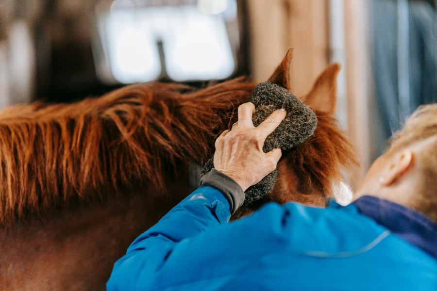 Person strigler en brun hest i stalden.