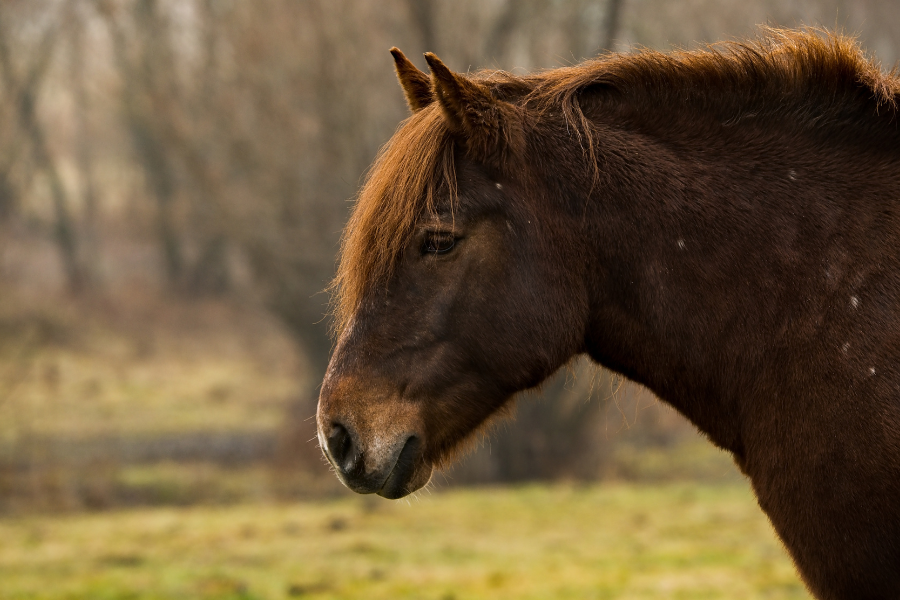 Brun hest på folden en kølig efterårsdag.