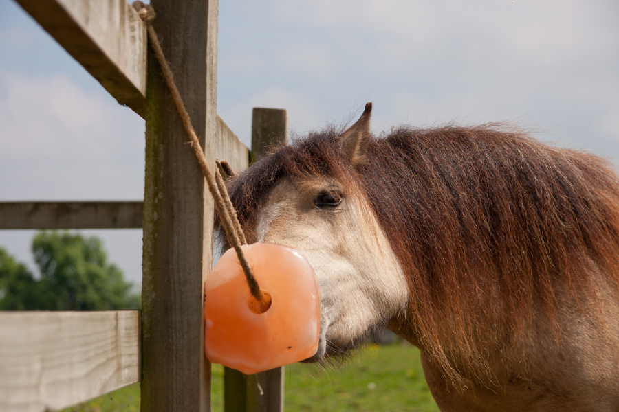 pony slikker på saltsten