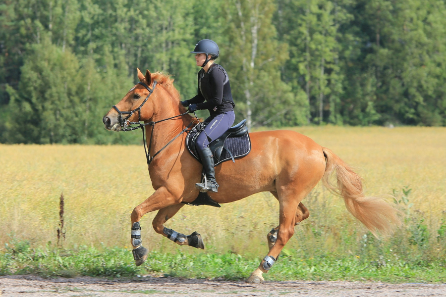 springequipage i galop og fuldt fokus