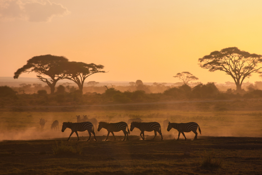 zebraer i afrika