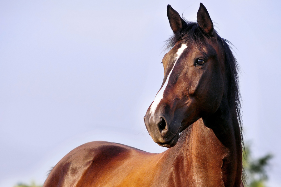 hest kigger nysgerrigt