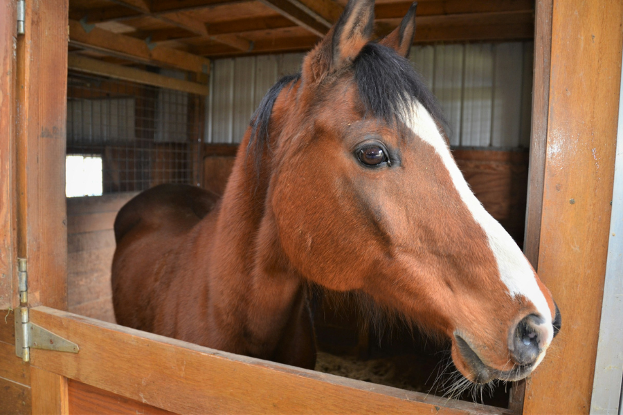hest kigger ud og boks