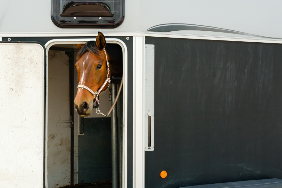 hest kigger ud og hestetrailer