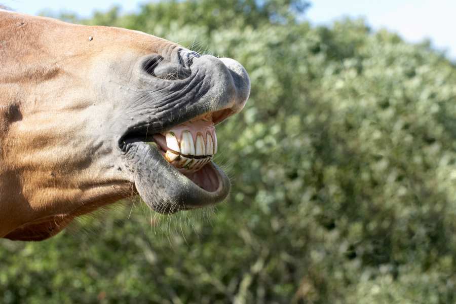 tænder