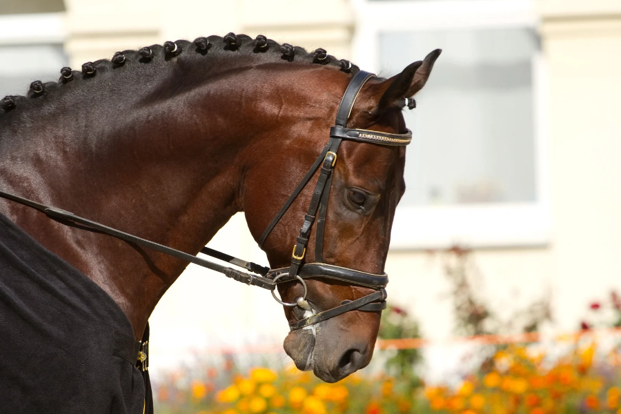 brun dressurhest rides til bidet