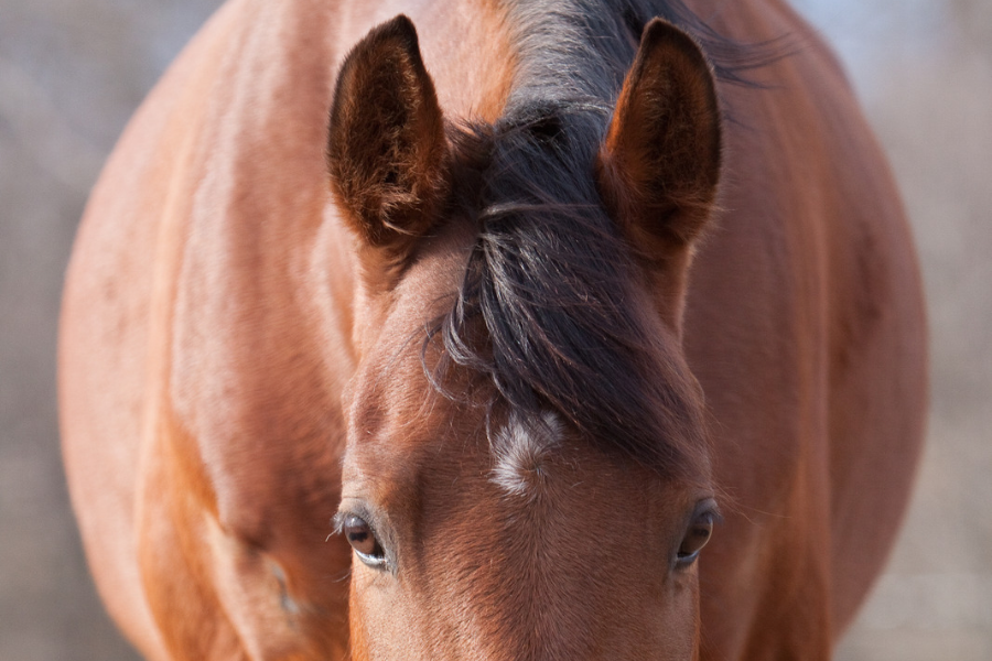 brun hest kommer gående hen til kameraet med ørene fremme