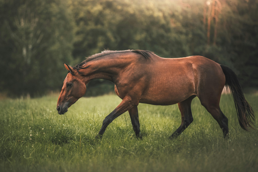 brun hest traver på folden i lavt sollys