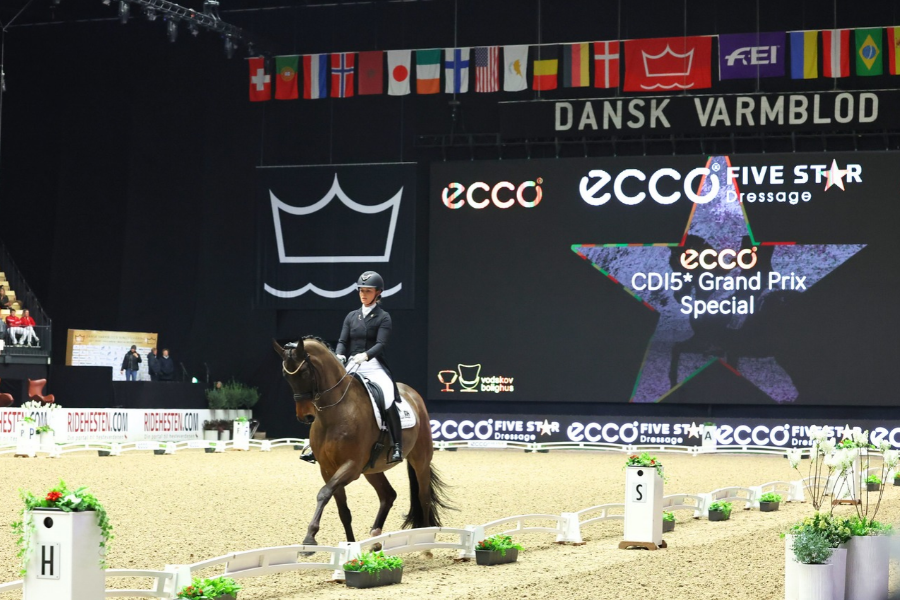 dansk varmblod hingstekåring 2024 foto kee frandsen