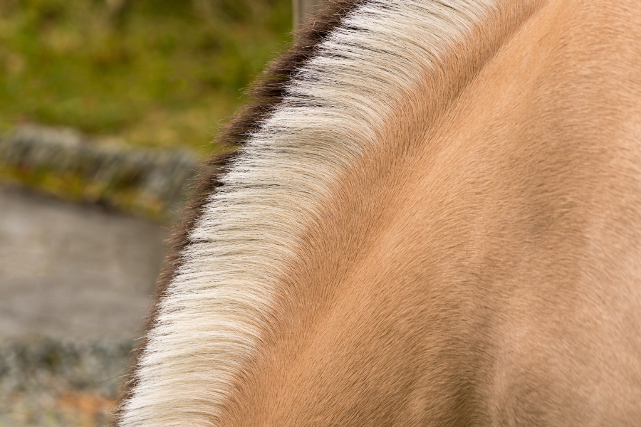 fjordhestens karakteristiske man