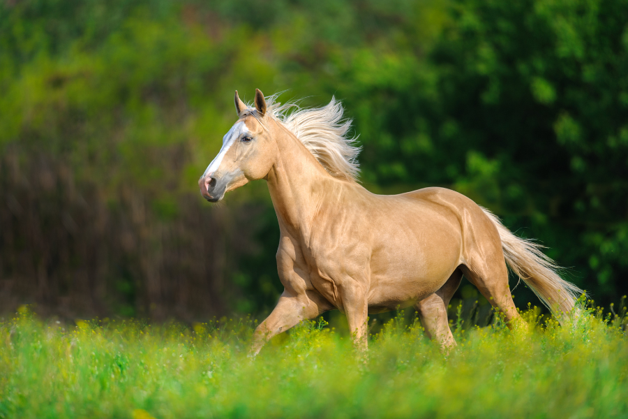 glad og fri hest galopperer på mark