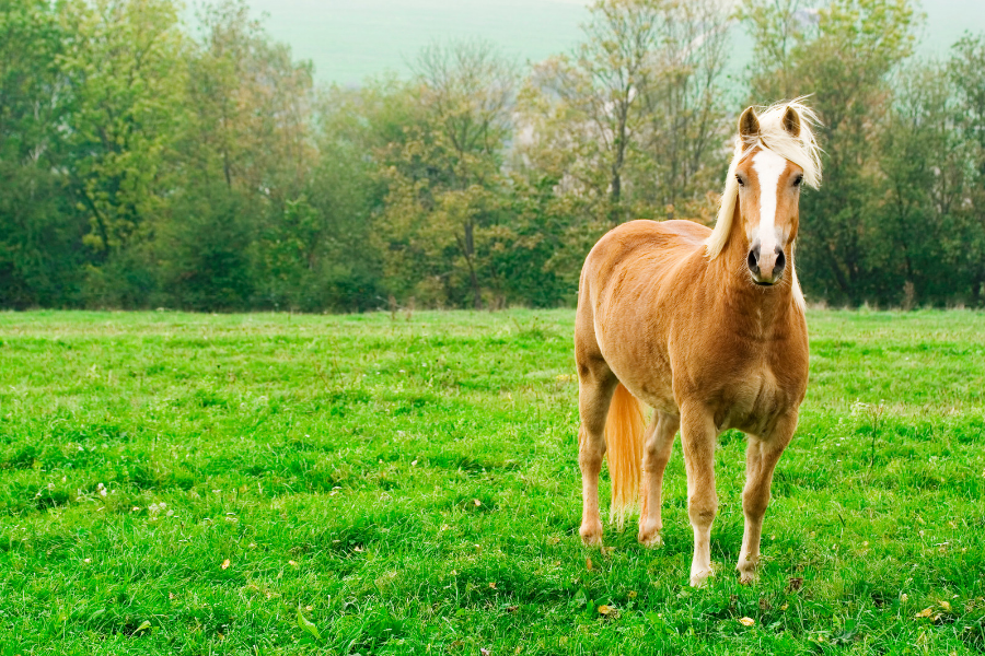 haflinger kigger på kameraet med ørene fremme