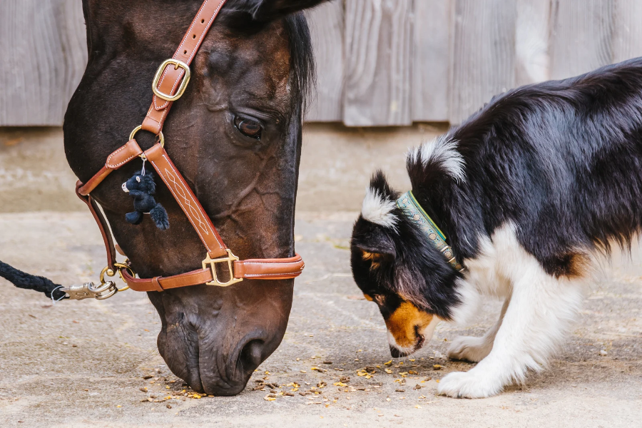 hest og hund snuser til foder på jorden