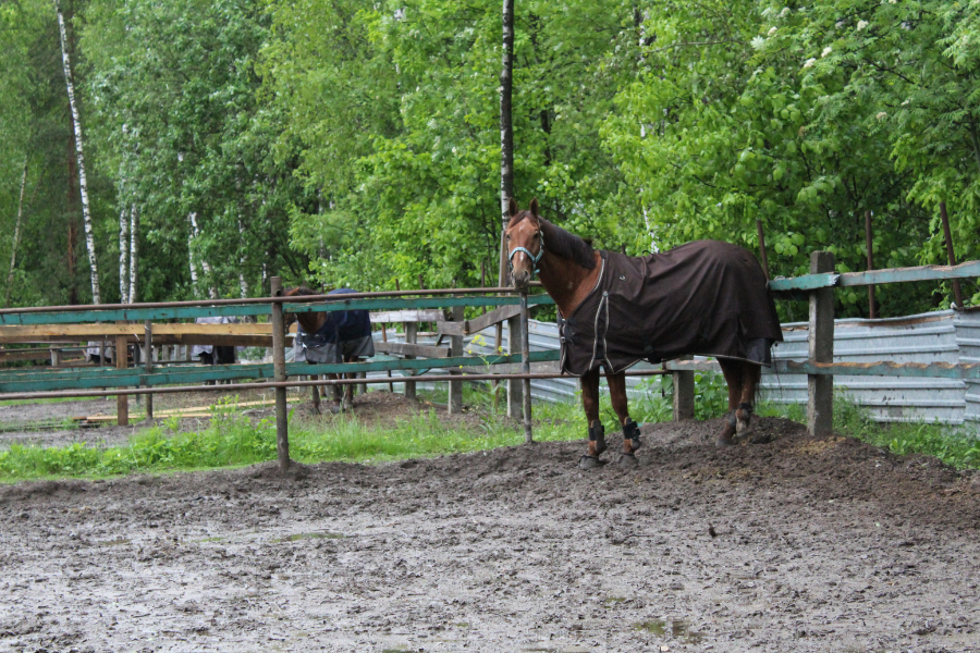 hest på mudret fold