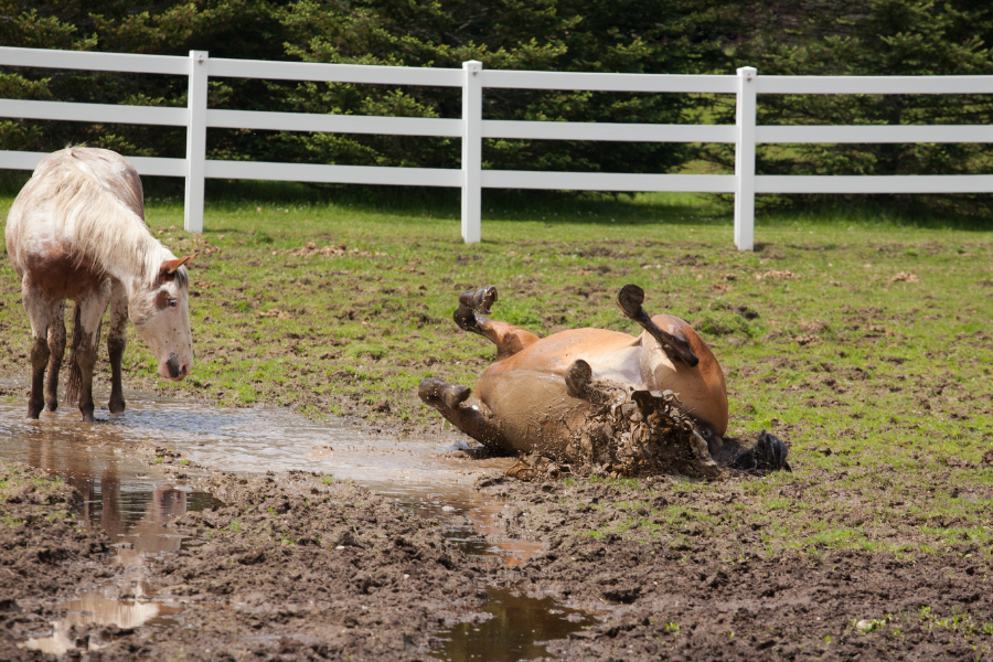 Hest ruller sig i mudder