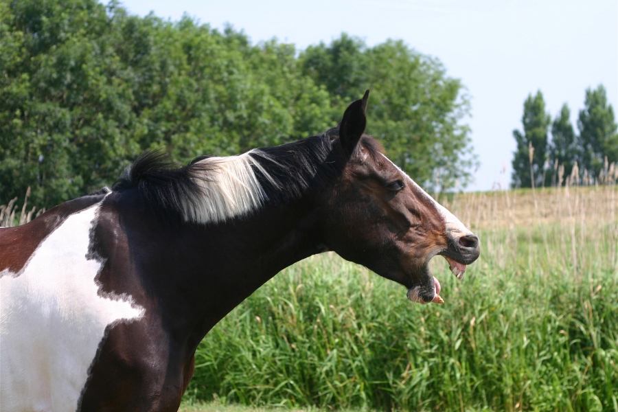 hest står på fold og gaber