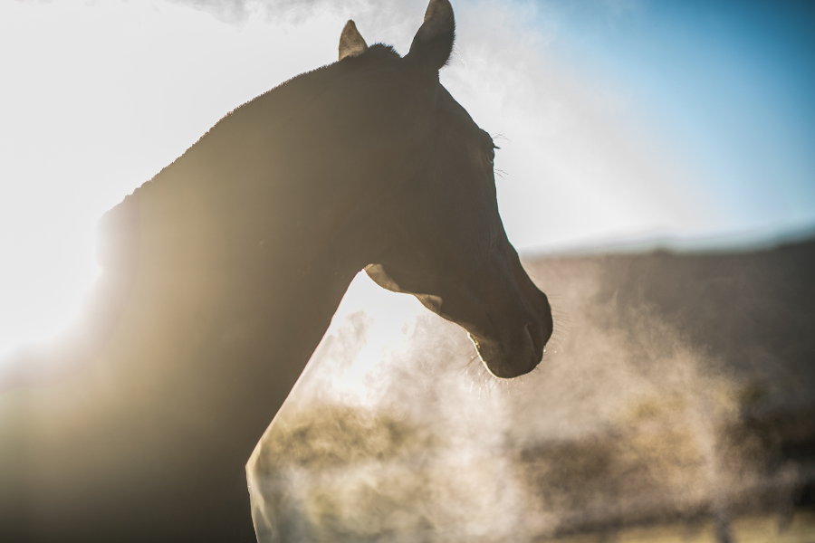 Hest trækker vejret i morgen kulden