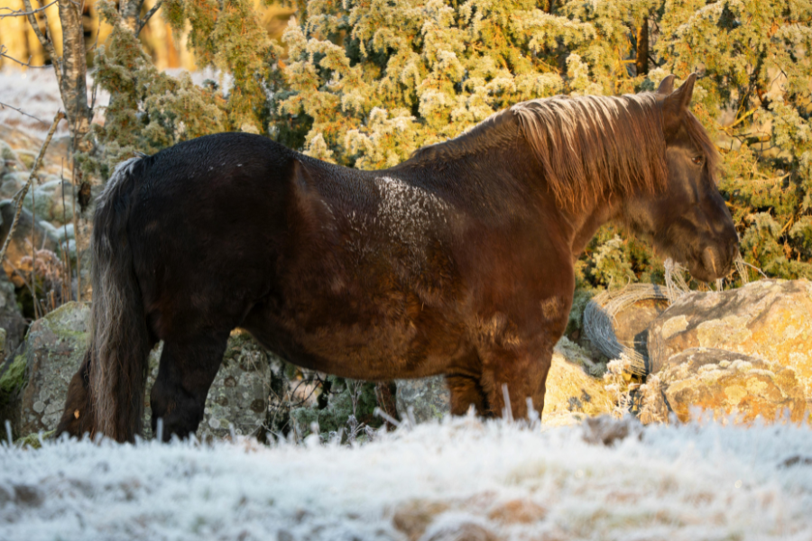 Brun hest i vinterlandskabet
