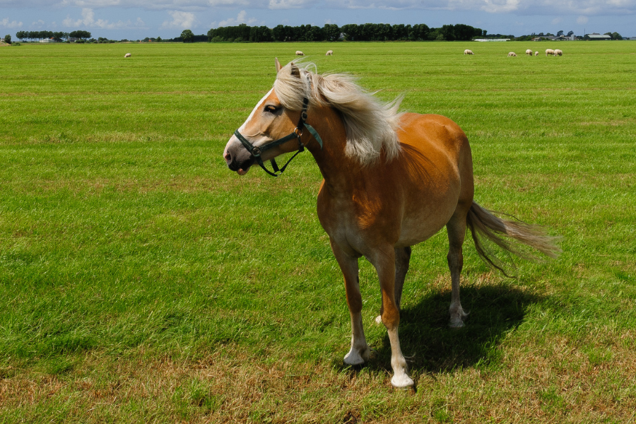 Hest står på fold i blæsevejr