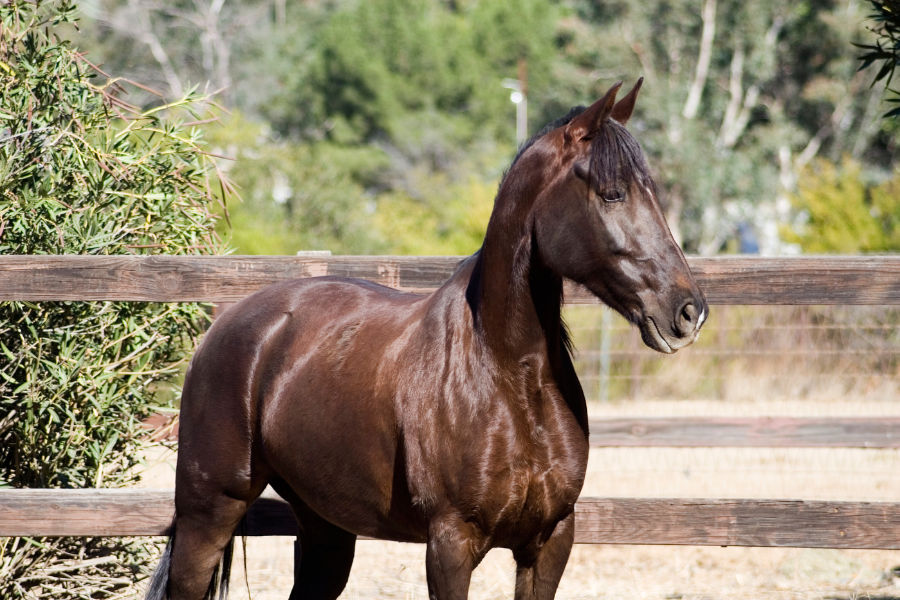 Brun Tennessee Walking Horse står foran et træhegn med grønne træer i baggrunden.
