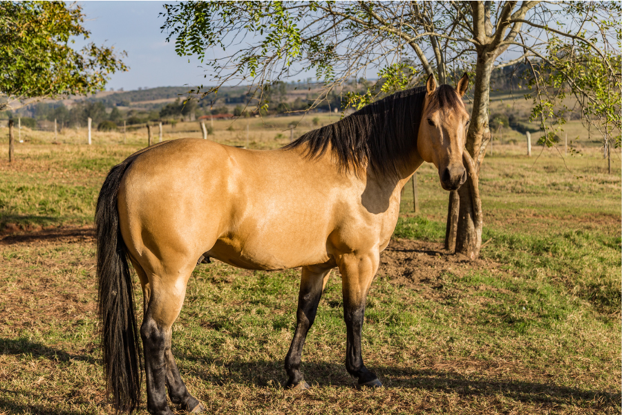 En lysebrun American Quarter Horse står på en græsmark.