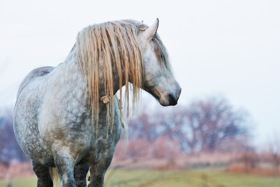 Skimmel percheron hest med krøllet hår på en fold