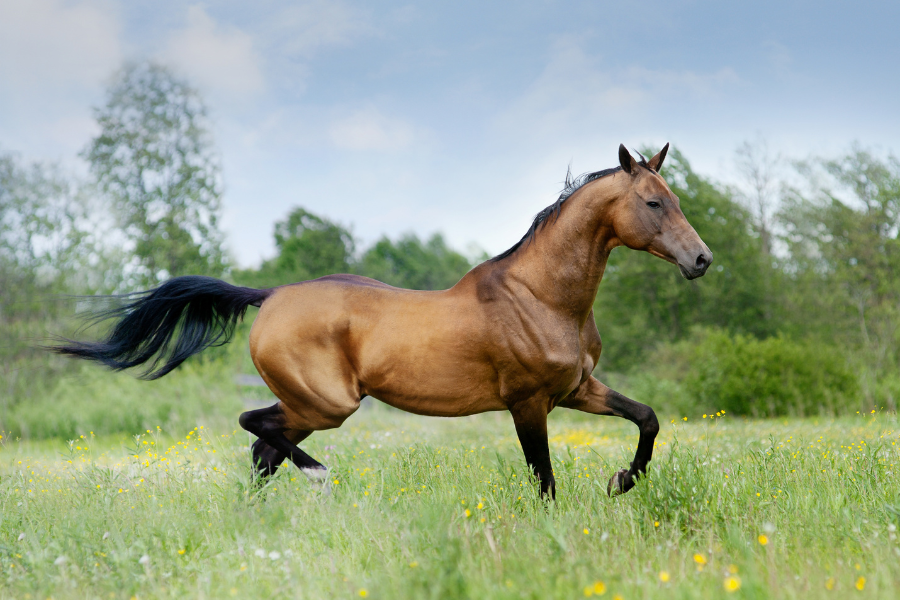 En brun Akhal-Teke løber gennem en grøn blomstereng.
