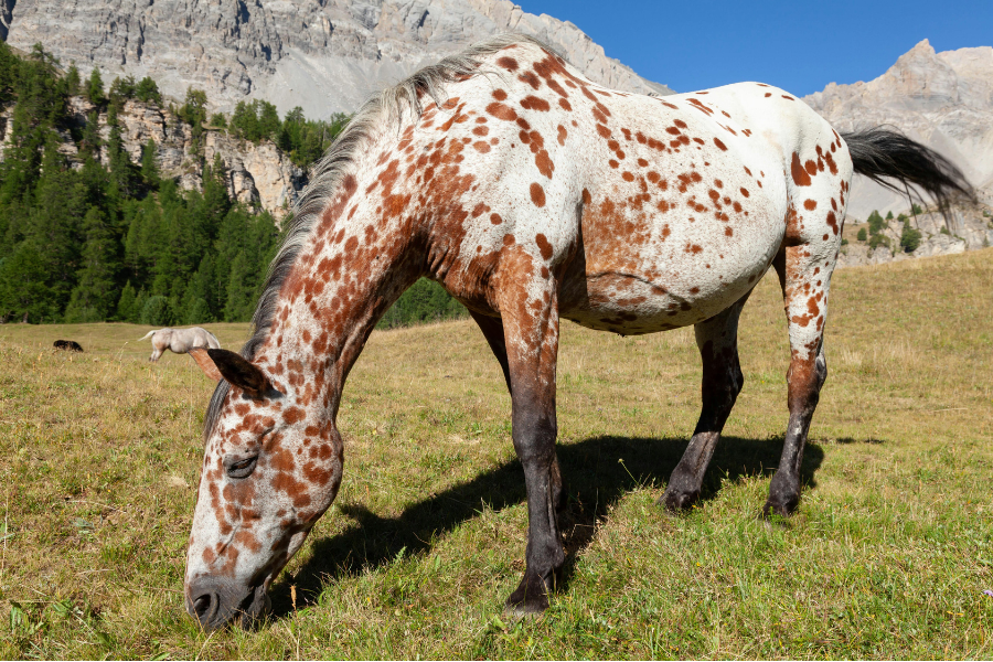 En plettet appaloosa græsser på en bjergeng.