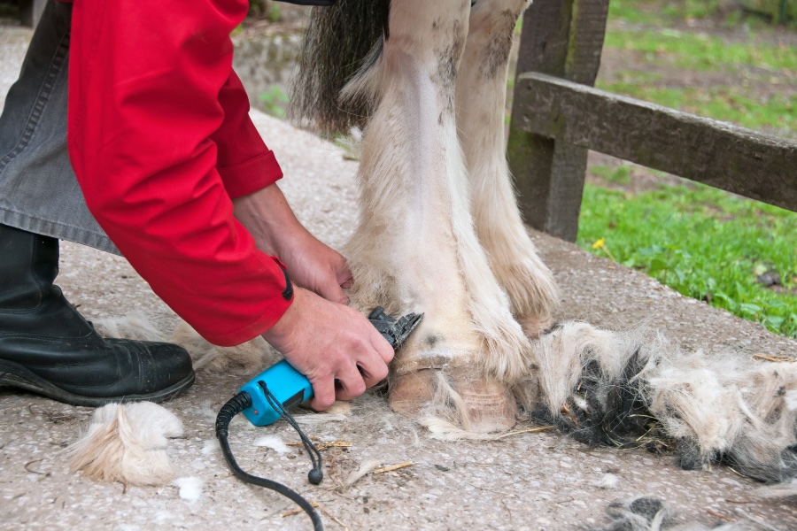 Hest bliver klippet omkring benene med en elektrisk klippemaskine.