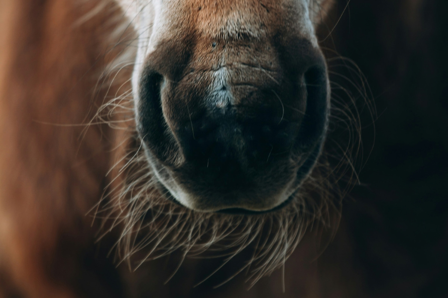 mule close up