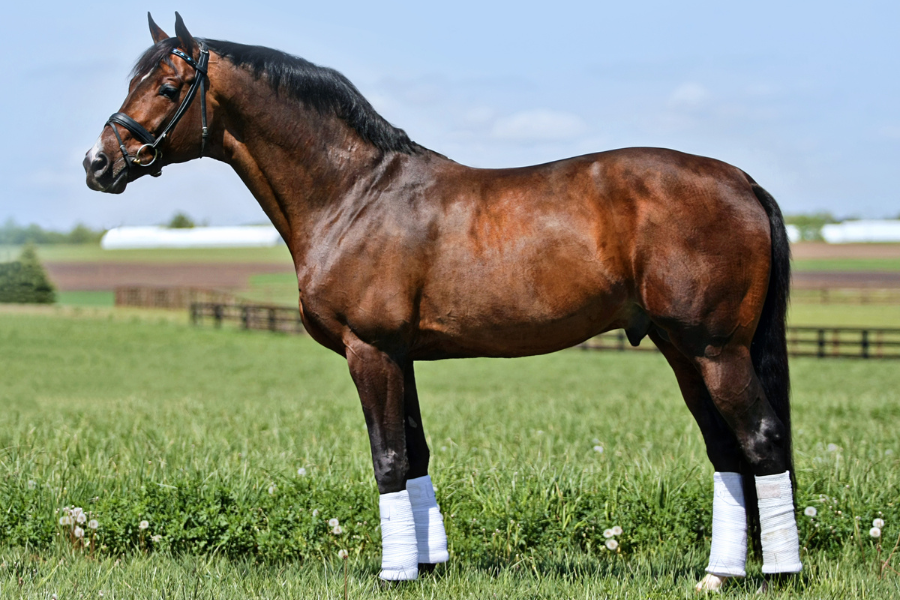 smuk hingst opstillingsbillede foto violetta2667 via canva.com